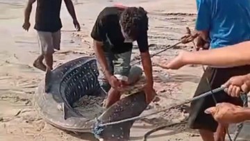 Sejumlah warga menangani seekor hiu paus yang terdampar di atas pasir pantai