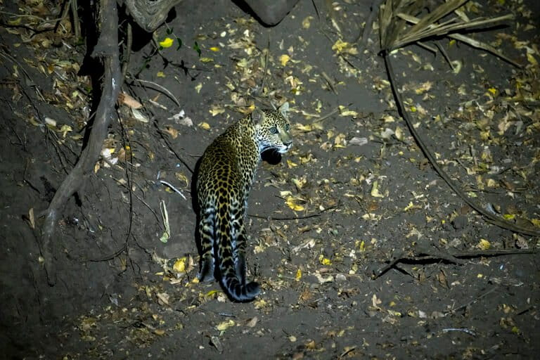 Seekor macan tutul jawa berjalan di lantai hutan pada malam hari, tertangkap kamera pengintai