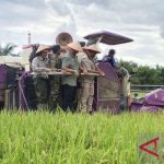Sejumlah pejabat menaiki mesin panen di tengah sawah padi yang hijau di Aceh Tamiang