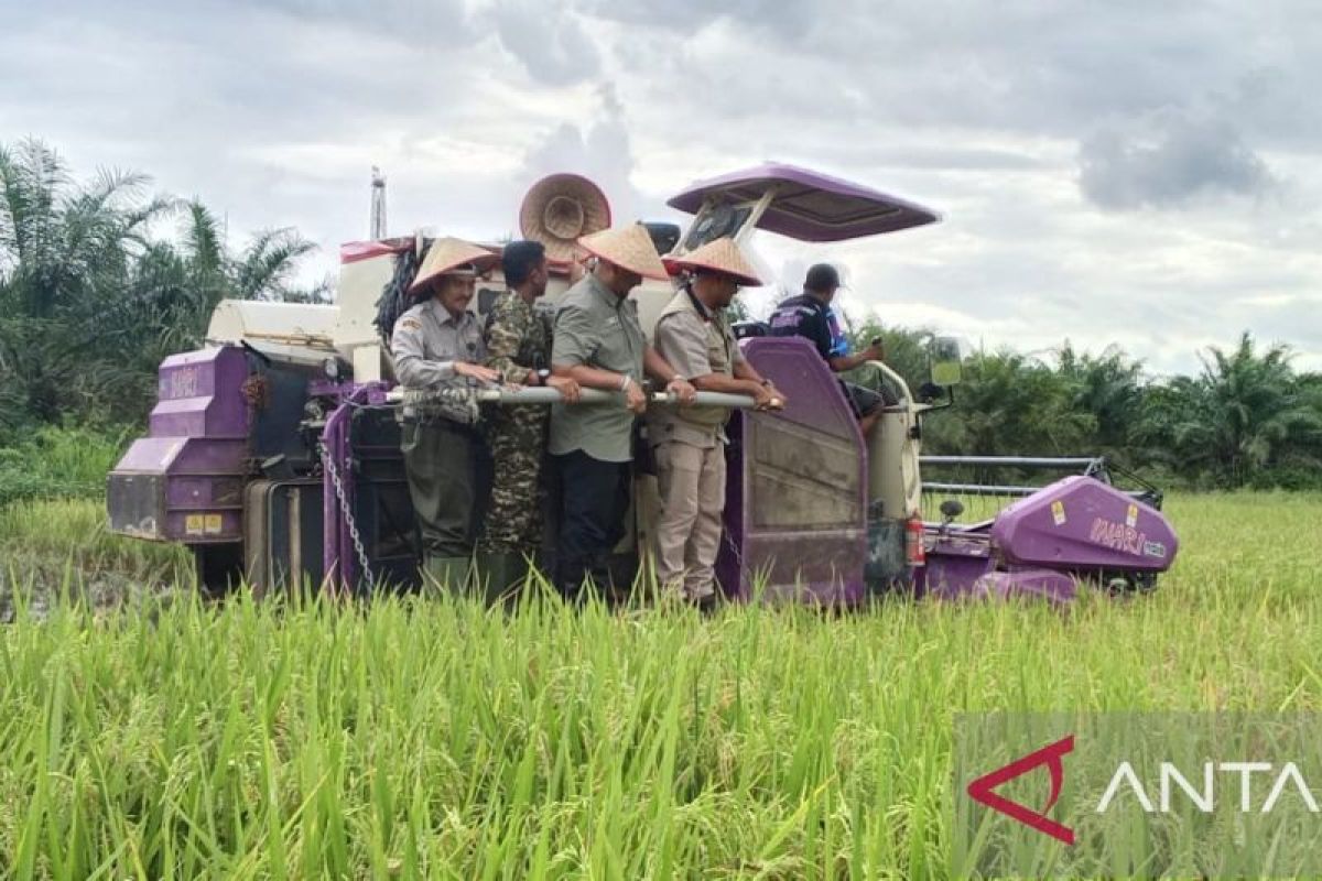 Sejumlah pejabat menaiki mesin panen di tengah sawah padi yang hijau di Aceh Tamiang