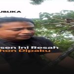 Seorang dosen mencabut paku yang menancap di batang pohon