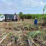Hilirisasi Sawit hingga Rumput Laut Digenjot, Menperin: Bukan Sekadar Olah Bahan Mentah