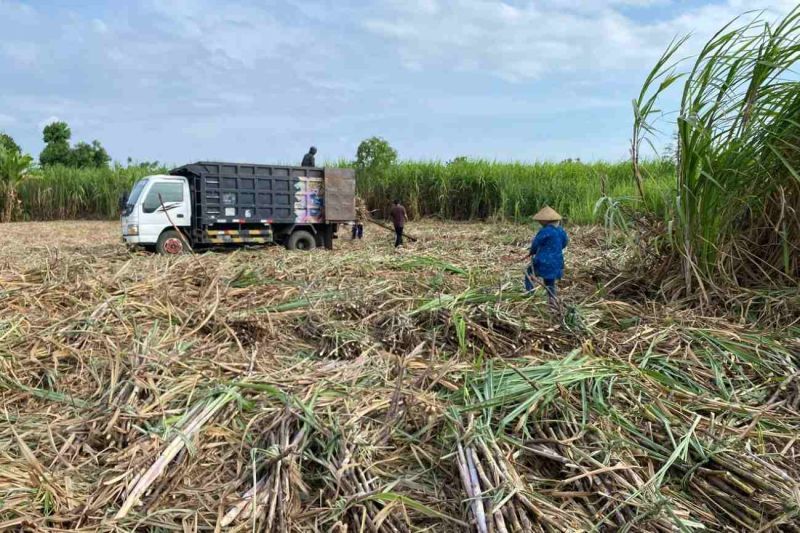 Hamparan kebun tebu rakyat di Kabupaten Dompu