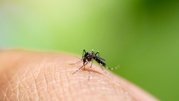 Ilustrasi nyamuk Aedes aegypti penyebab demam berdarah dengue