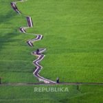 Hamparan sawah hijau di antara tebing Ngarai Sianok, Bukittinggi