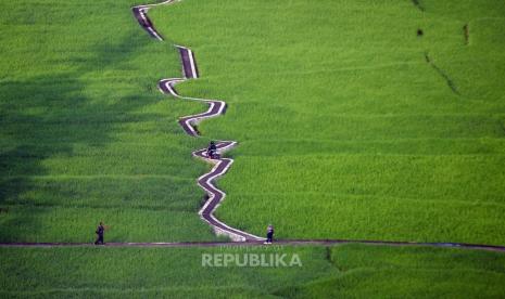Hamparan sawah hijau di antara tebing Ngarai Sianok, Bukittinggi