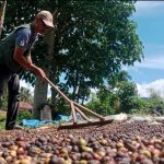 Seorang petani kopi di Tangse sedang menjemur hasil panen di perkebunan
