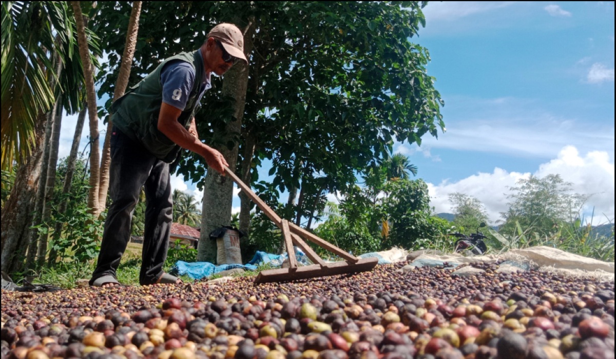 Seorang petani kopi di Tangse sedang menjemur hasil panen di perkebunan